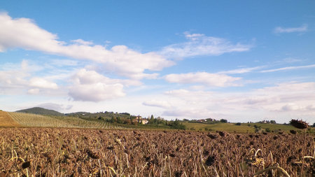 Field of dried sunflowers. Autumn in Tuscany on a sunny day. Agriculture concept. copy space on sky.の写真素材