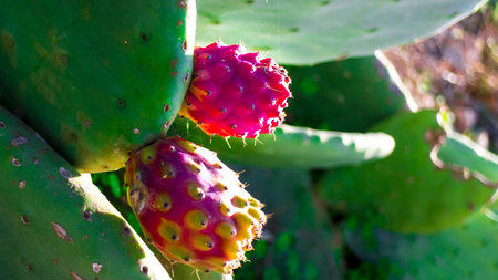 Close up of fruits of prickly pear. Tasty fruits of desert plant.の写真素材