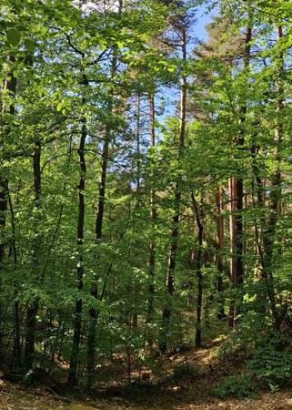 Wild forest in northern Poland. Tricity landscape park.の写真素材