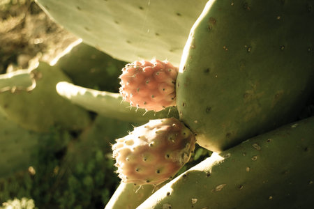 Close up of fruits of prickly pear. Tasty fruits of desert plant.の写真素材