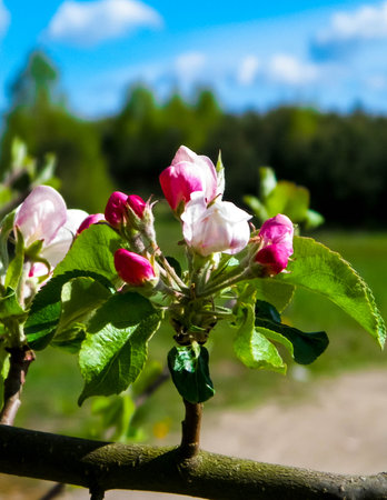 Close up of red wild apple flowers blooming in summer season. nature.の写真素材