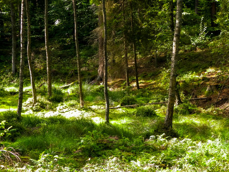 Wetland area in green forest. Swamp moss and trees - beautiful nature of northern Poland.の写真素材