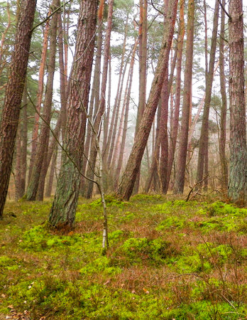 Landscape of pine forest in the coastal zone of the Baltic sea. Beautiful nature of northern Poland. Nature and travel concept.の写真素材
