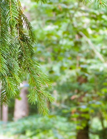 Forest background. Close-up of spruce branches. Nature concept. Copy space on blur.の写真素材