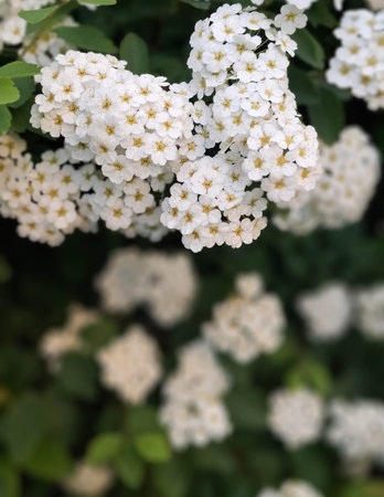 Close up of white spiraea flowers in bloom. Natural Background.の写真素材
