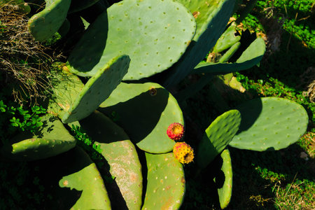 A close-up of a fruiting prickly pear. Red spiky fruits.の写真素材