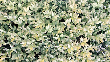 Little bush leaves as natural background. Copy space.の写真素材