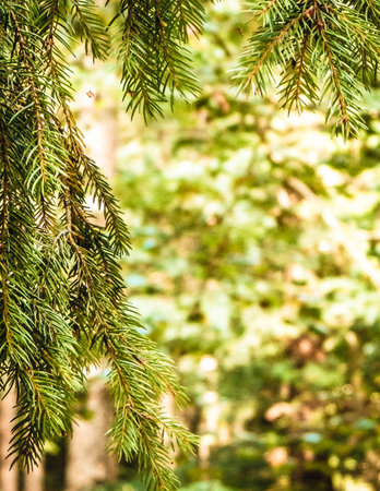 forest background. Close-up of spruce branches. nature concept. Copy space on blur. Abstract filter toned.の写真素材