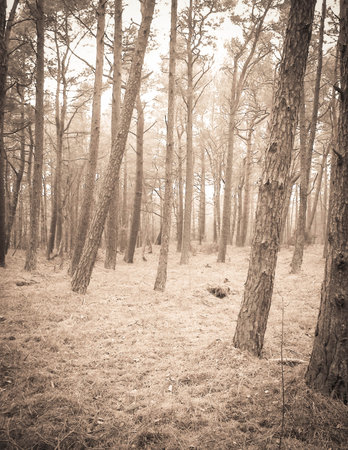The pine forest in the coastal zone of the Baltic sea. Holidays and tourism, beautiful nature of northern Poland. BW abstract filter tonedの写真素材