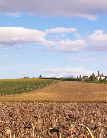 Autumn in Tuscany - Field of dried sunflowers. Nature and agriculture concept.の写真素材