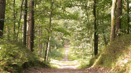 Path in green forest. Summer forest landscape. Nature of northern Poland. Travel and nature concept.の写真素材