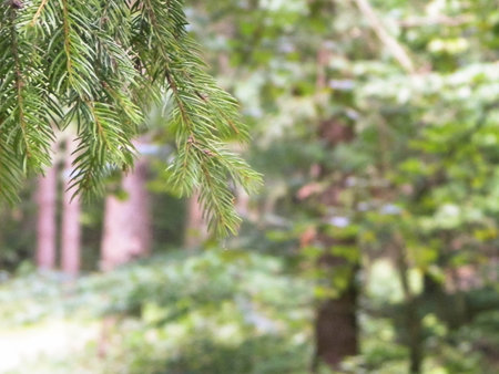 Forest background. Close-up of spruce branches. Nature concept. Copy space on blur.の写真素材