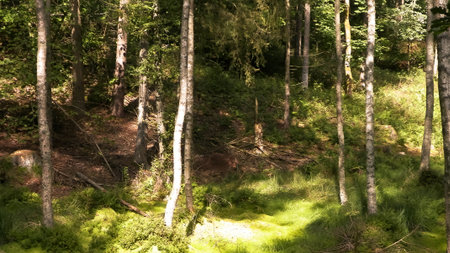 Wild nature - wetland area in green forest. Swamp moss and trees - beautiful nature of Pomerania - region of northern Poland.の写真素材