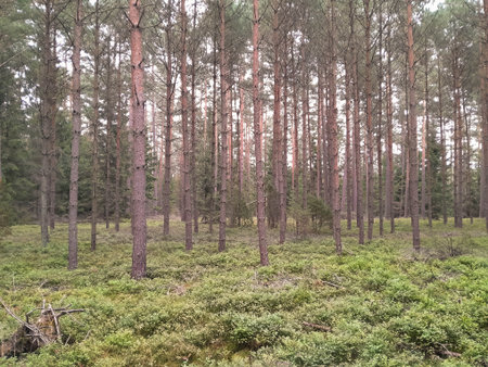 Walking across Tuchola Forest. Pure nature of northern Poland. Travel and nature concept.の写真素材