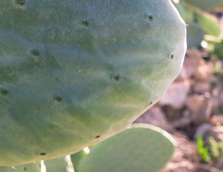 Close up of prickly pear. Mediterranean desert plant.の写真素材