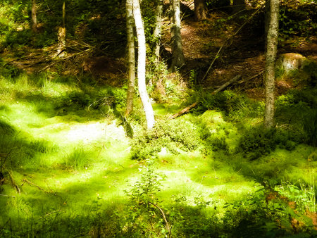 Wild nature - wetland area in green forest. Swamp moss and trees - beautiful nature of Pomerania - region of northern Poland.の写真素材