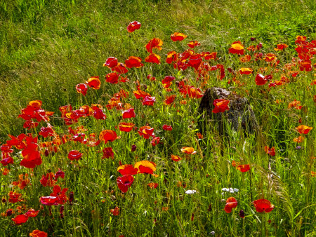 Nature background - meadow full of poppy flowers. Summer season nature concept.の写真素材