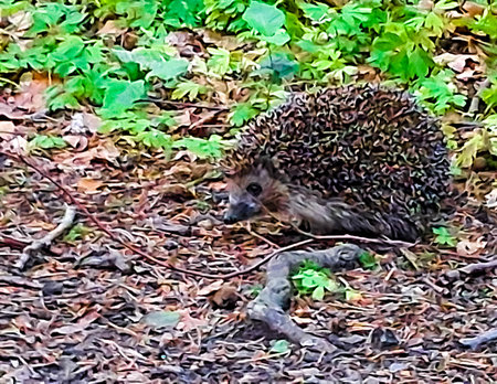 Young hedgehog in the forest. Wild animal in natural habitat.の写真素材