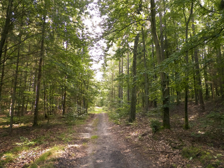 Path in green forest. Summer forest landscape. Nature of northern Poland. Travel and nature concept.の写真素材