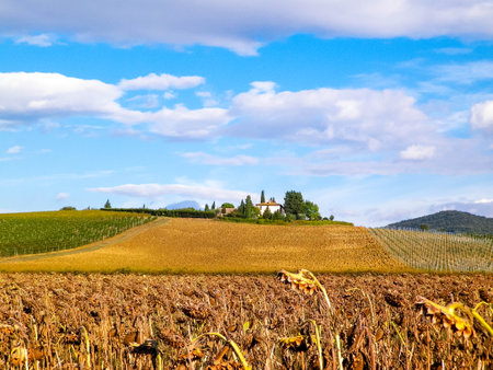 Autumn in Tuscany - Field of dried sunflowers. Nature and agriculture concept.の写真素材