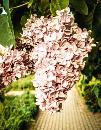 Close up of pink elderberry flower. Summer in Poland.の写真素材
