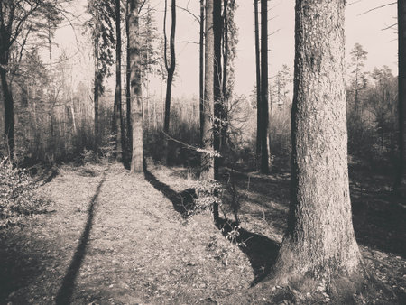 The forest awakens again after the winter break. The spring sun breaks through the trees ... Polish nature. Nature concept. BW filter toned.の写真素材
