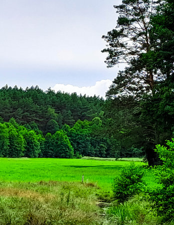 Meadow in the center of Tuchola forest. Pure nature of northern Poland. Travel concept.の写真素材