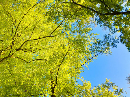 Green trees on blue sky background. Summer green nature. Copy space.の写真素材
