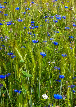 Meadow with iris flowers as nature background. Summer nature concept.の写真素材