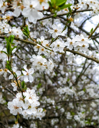 Close up of white flowers of wild apple tree. Summer season.の写真素材