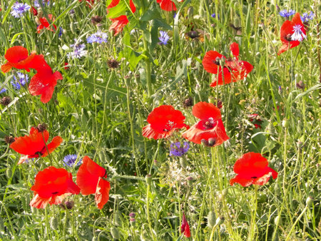 Nature background - meadow full of poppy flowers. Summer season nature concept.の写真素材