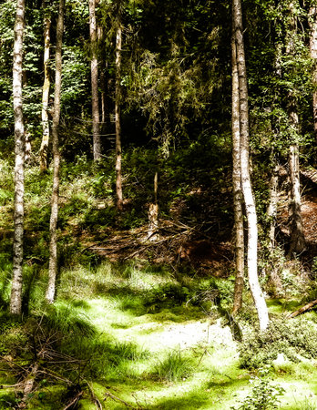 Wild nature - wetland area in green forest. Swamp moss and trees - beautiful nature of Pomerania - region of northern Poland.の写真素材