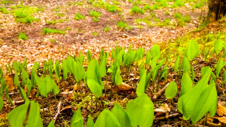 Close up of little green plants growing in the forest. nature background.の写真素材
