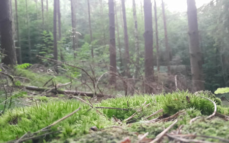 Close up of deep forest litter in northern Poland. Stunning beauty of nature. Environmental conservation.の写真素材