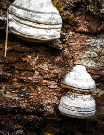 Close up of polypore on tree trunk. Fomes fomentarius also known as tinder fungus.の写真素材