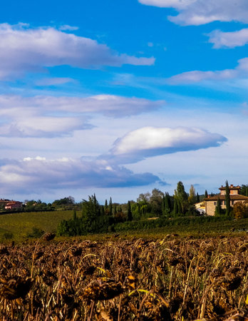 Autumn in Tuscany - Field of dried sunflowers. Nature and agriculture concept.の写真素材