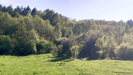 Idyllic view if meadow in center of forest. Freen spring in northern Poland.の写真素材