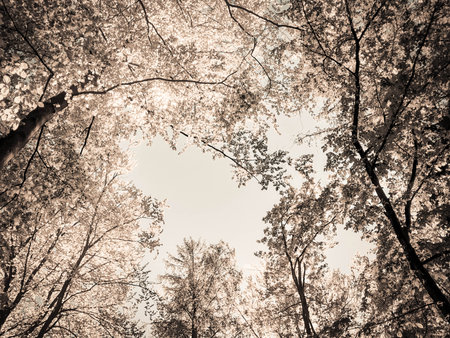 Trees on sky background. Summer green nature. Copy space. abstract filter toned.の写真素材