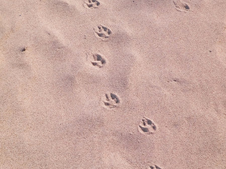 Cat or fox paw prints on beach or desert. Natural background.の写真素材