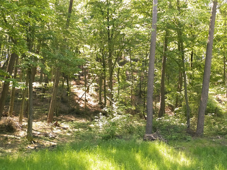 Beautiful forest in Kashubia. Poland. Beautiful nature of northern Poland.の写真素材