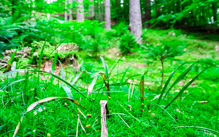 Deep forest in northern Poland. Close up of forest litter. Natural background.の写真素材