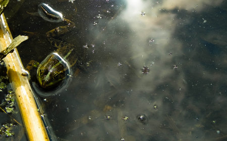Frog in a pond. Wild animal in its natural habitat. Polish nature.の写真素材