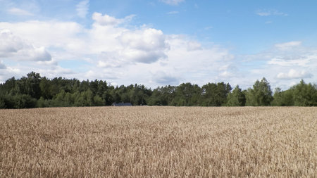 Kashubian field in late summer. Agriculture in northern Poland.の写真素材