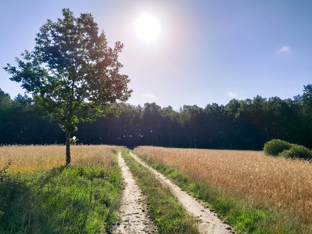 Road over field and forest in Kashubia. Beauty of summer nature of northern Poland.の写真素材