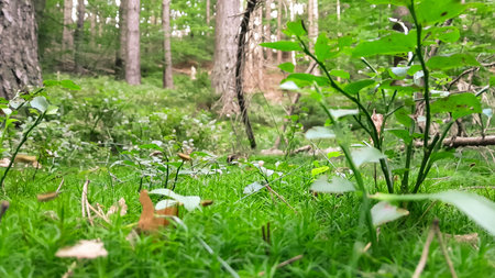 Deep forest in northern Poland. Close up of forest litter. Natural background.の写真素材