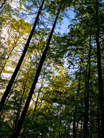 Mystery forest in summer. Beauty of nature.の写真素材