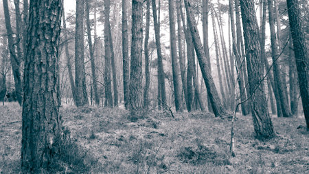 The pine forest in the coastal zone of the Baltic sea. Holidays and tourism, beautiful nature of northern Poland. BW abstract filter tonedの写真素材
