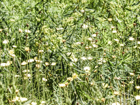 Wild medow flowers as a natural background. Copy space.の写真素材