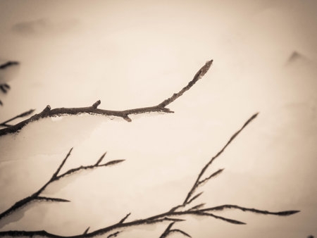Winter season concept - white snow on branches. Nature background, art filter toned.の写真素材