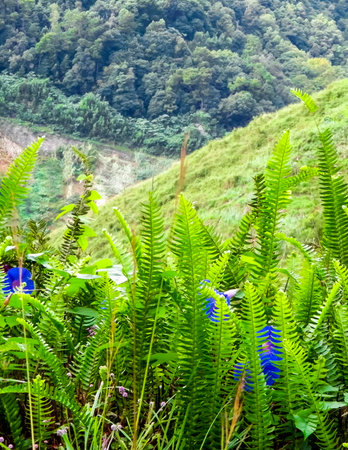 Ferns and blue flowers on the slope of the mountain.
